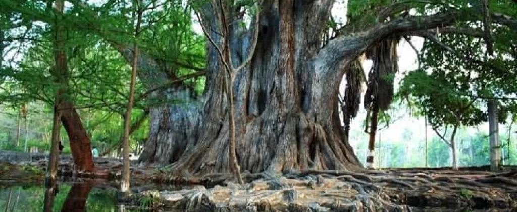 Arbol Milenario Ahuehuete - Hotel Hacienda Concá